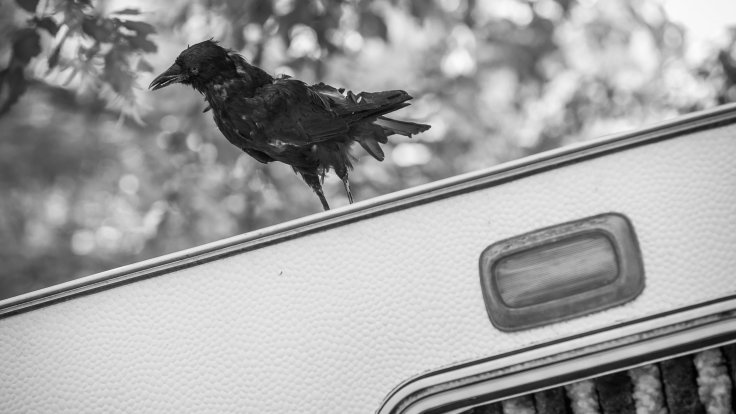 Caravan of Horror
