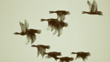 The Owl who married a Goose, Caroline Leaf, CA 1974