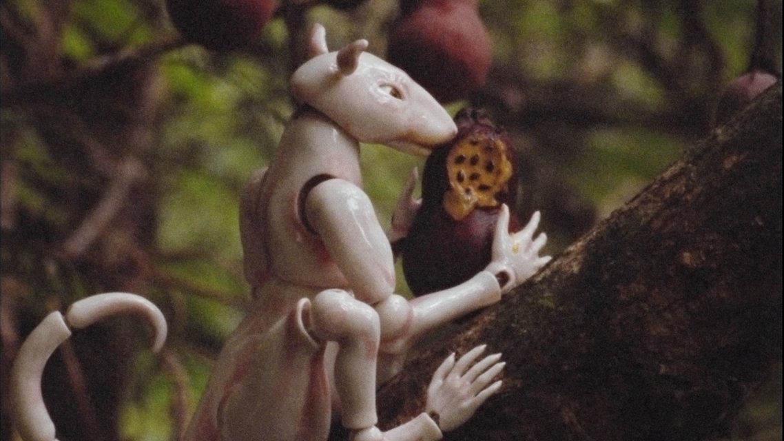 Winter in the Rainforest