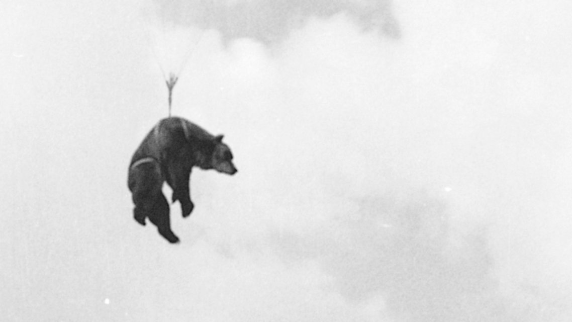 Bär