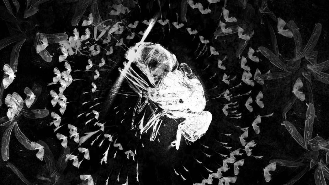 The Death of an Insect